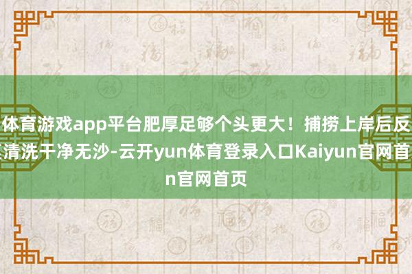 体育游戏app平台肥厚足够个头更大！捕捞上岸后反复清洗干净无沙-云开yun体育登录入口Kaiyun官网首页